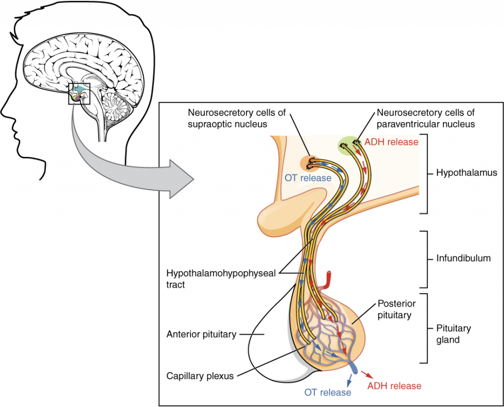 Posterior pituitary diagram
