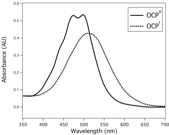 Absorbance spectra of a protein in two different forms. One of the forms shows an absorbance maxima at 475 nm. The other has an absorbance maxima of 525 nm.