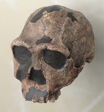 Homo erectus