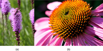 Flowering Plants