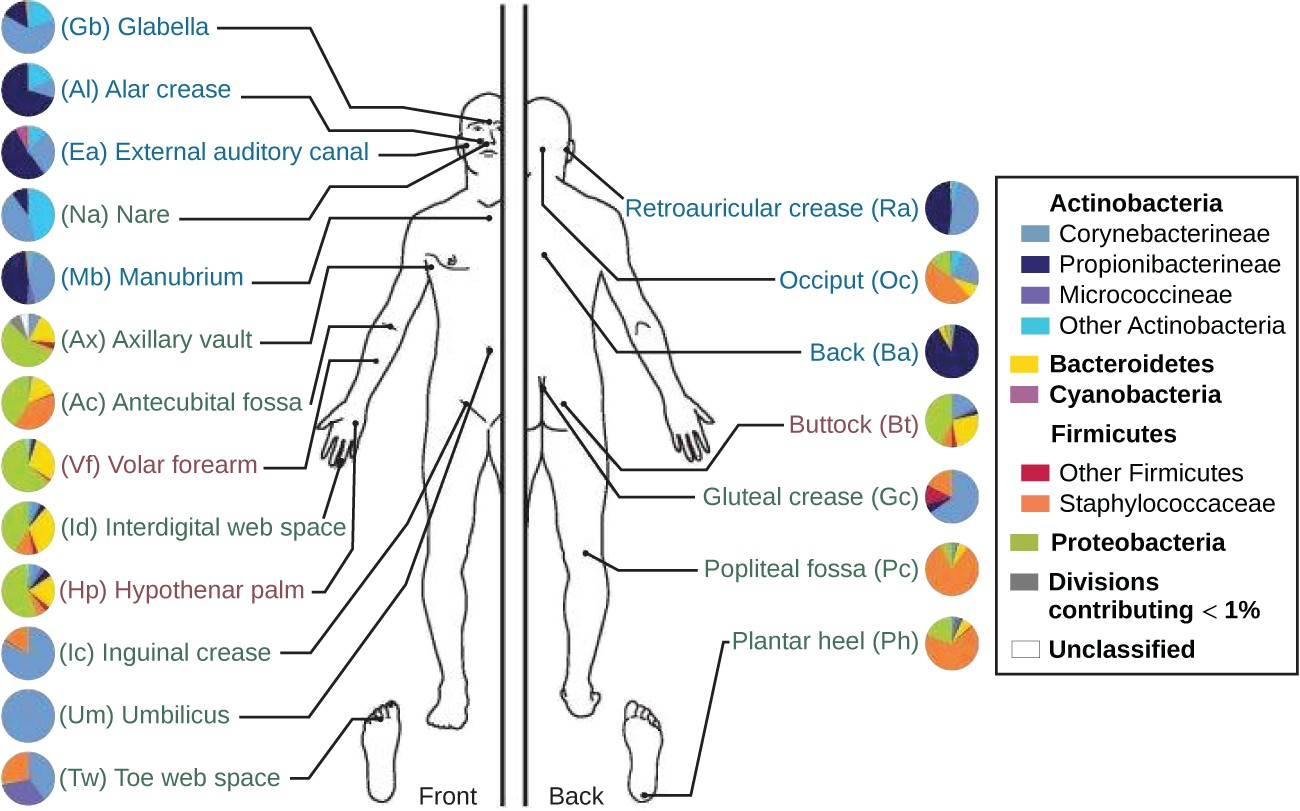The normal microbiota varies on different regions of the skin, especially in dry versus moist areas. The figure shows the major organisms commonly found in different locations of a healthy individual’s skin and external mucosa. Note that there is significant variation among individuals.