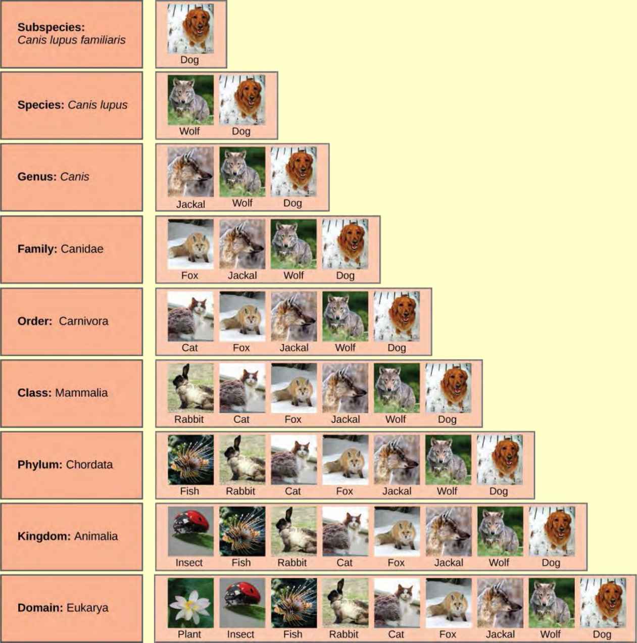 Illustration shows the taxonomic groups shared by various species. All the organisms shown, plants, insects, fish, rabbits, cats, foxes, jackals, wolves and dogs, are in the domain Eukarya. Of these, insects, fish, rabbits, cats, foxes, jackals, wolves and dogs are in the kingdom Animalia. Within the kingdom Animalia, fish, rabbits, cats foxes, jackals, wolves and dogs are in the phylum Chordata. Rabbits, cats, foxes, jackals, wolves, and dogs are in the class Mammalia. Cats, foxes, jackals, wolves and dogs are in the order Carnivora. Foxes, jackals, wolves and dogs are in the family Canidae. Jackals, wolves and dogs are in the Genus Canis. Wolves and dogs have the species name Canis Lupus. Dogs have the subspecies name Canis lupus familiaris.