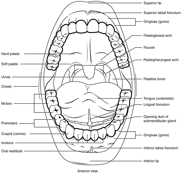 Diagram of the mouth