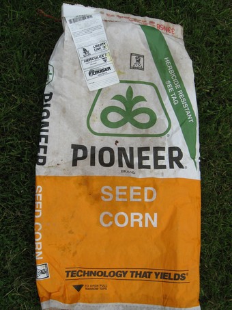 GMO Corn