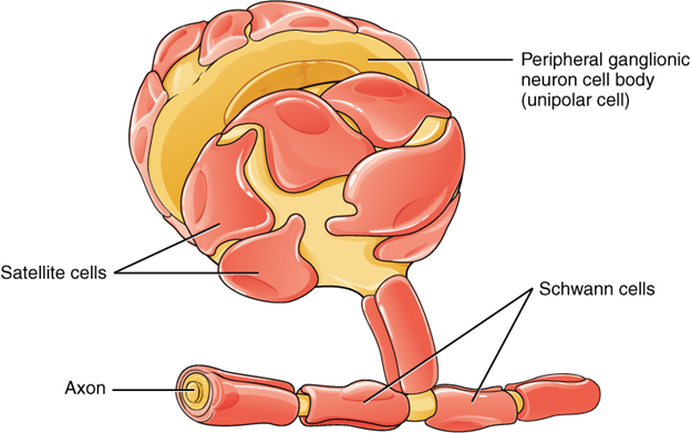 Glial cells of the PNS