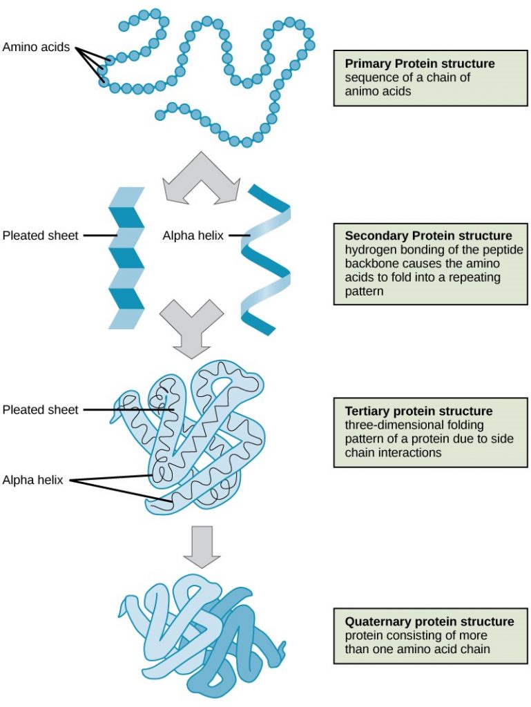 Protein structure levels.
