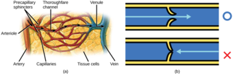 Precapillary sphincters