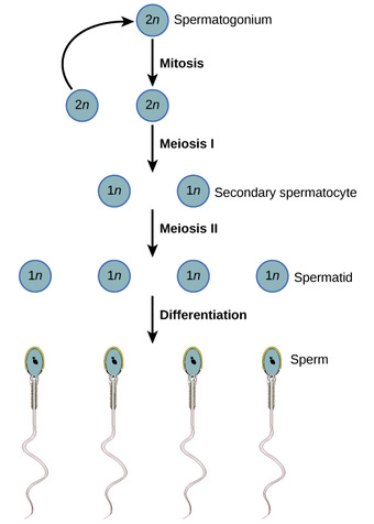 Spermatogenesis
