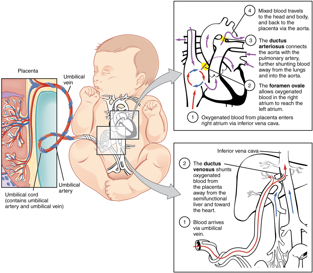 Diagram of Foetal circulatory system