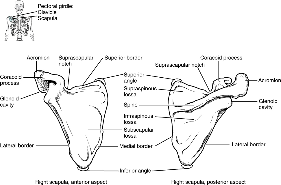 Diagram of Scapula