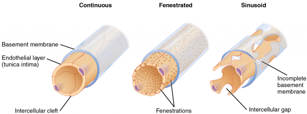 Diagram of types cpillaries