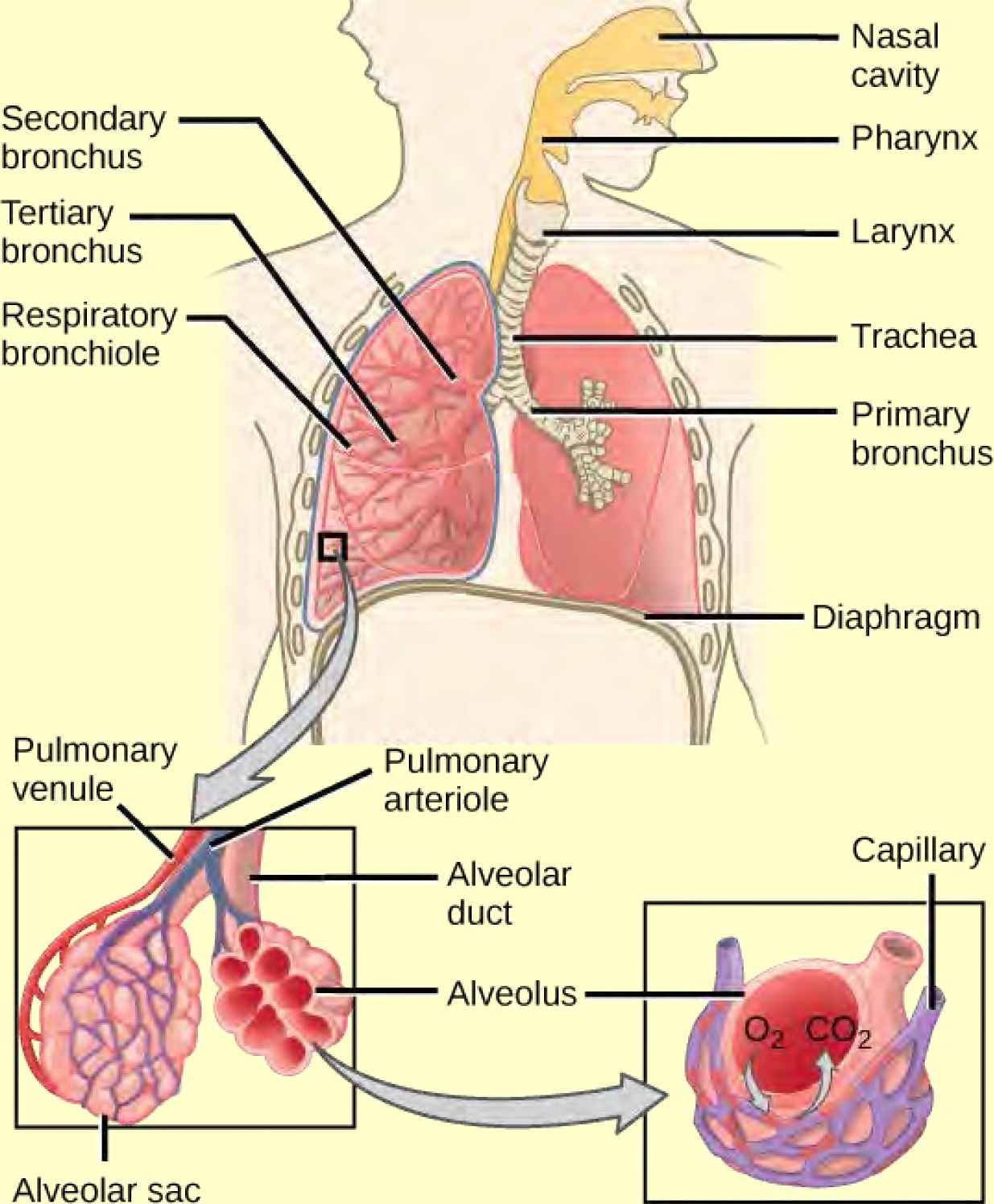 The illustration shows the flow of air through the human respiratory system. The nasal cavity is a wide cavity above and behind the nostrils, and the pharynx is the passageway behind the mouth. The nasal cavity and pharynx join and enter the trachea through the larynx. The larynx is somewhat wider than the trachea and flat. The trachea has concentric, ring-like grooves, giving it a bumpy appearance. The trachea bifurcates into two primary bronchi, which are also grooved. The primary bronchi enter the lungs, and branch into secondary bronchi. The secondary bronchi in turn branch into many tertiary bronchi. The tertiary bronchi branch into bronchioles, which branch into terminal bronchioles. Each terminal bronchiole ends in an alveolar sac. Each alveolar sac contains many alveoli clustered together, like bunches of grapes. The alveolar duct is the air passage into the alveolar sac. The alveoli are hollow, and air empties into them. Pulmonary arteries bring deoxygenated blood to the alveolar sac (and thus appear blue), and pulmonary veins return oxygenated blood (and thus appear red) to the heart. Capillaries form a web around each alveolus. The diaphragm is a membrane that pushes up against the lungs.