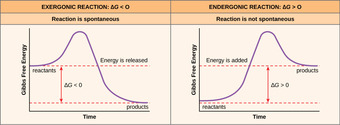 Exergonic and Endergonic Reactions