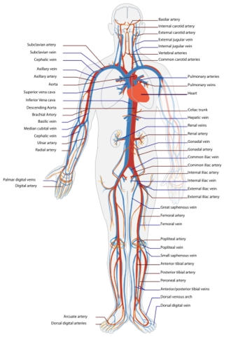 Circulatory system