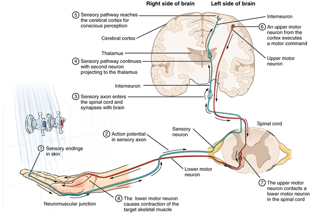 (1) The sensory neuron has endings in the skin that sense a stimulus such as water temperature. The strength of the signal that starts here is dependent on the strength of the stimulus. (2) The graded potential from the sensory endings, if strong enough, will initiate an action potential at the initial segment of the axon (which is immediately adjacent to the sensory endings in the skin). (3) The axon of the peripheral sensory neuron enters the spinal cord and contacts another neuron in the grey matter. The contact is a synapse where another graded potential is caused by the release of a chemical signal from the axon terminals. (4) An action potential is initiated at the initial segment of this neuron and travels up the sensory pathway to a region of the brain called the thalamus. Another synapse passes the information along to the next neuron. (5) The sensory pathway ends when the signal reaches the cerebral cortex. (6) After integration with neurons in other parts of the cerebral cortex, a motor command is sent from the precentral gyrus of the frontal cortex. (7) The upper motor neuron sends an action potential down to the spinal cord. The target of the upper motor neuron is the dendrites of the lower motor neuron in the grey matter of the spinal cord. (8) The axon of the lower motor neuron emerges from the spinal cord in a nerve and connects to a muscle through a neuromuscular junction to cause contraction of the target muscle.