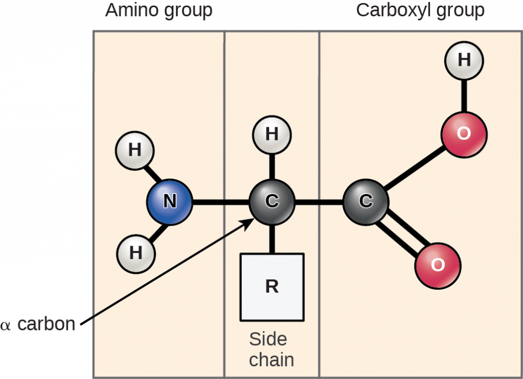 Amino acids
