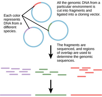 Metagenomics