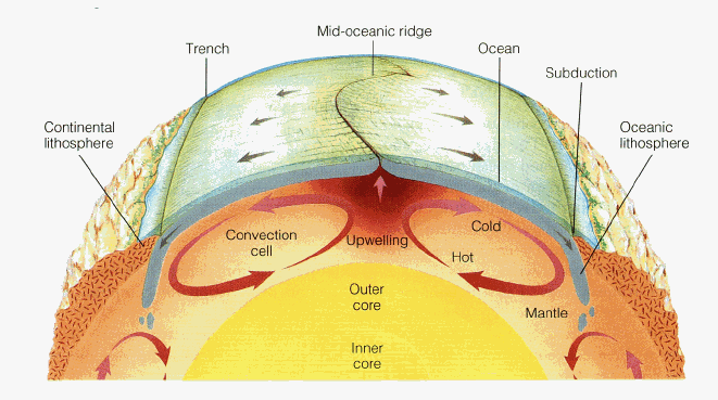 A cross-section diagram of the Earth shows convection cells forming in the liquid mantle below the crust. The movement of the liquid due to the cells drags the Earth's tectonic plates and creates topographic and geologic features such as ridges and trenches.