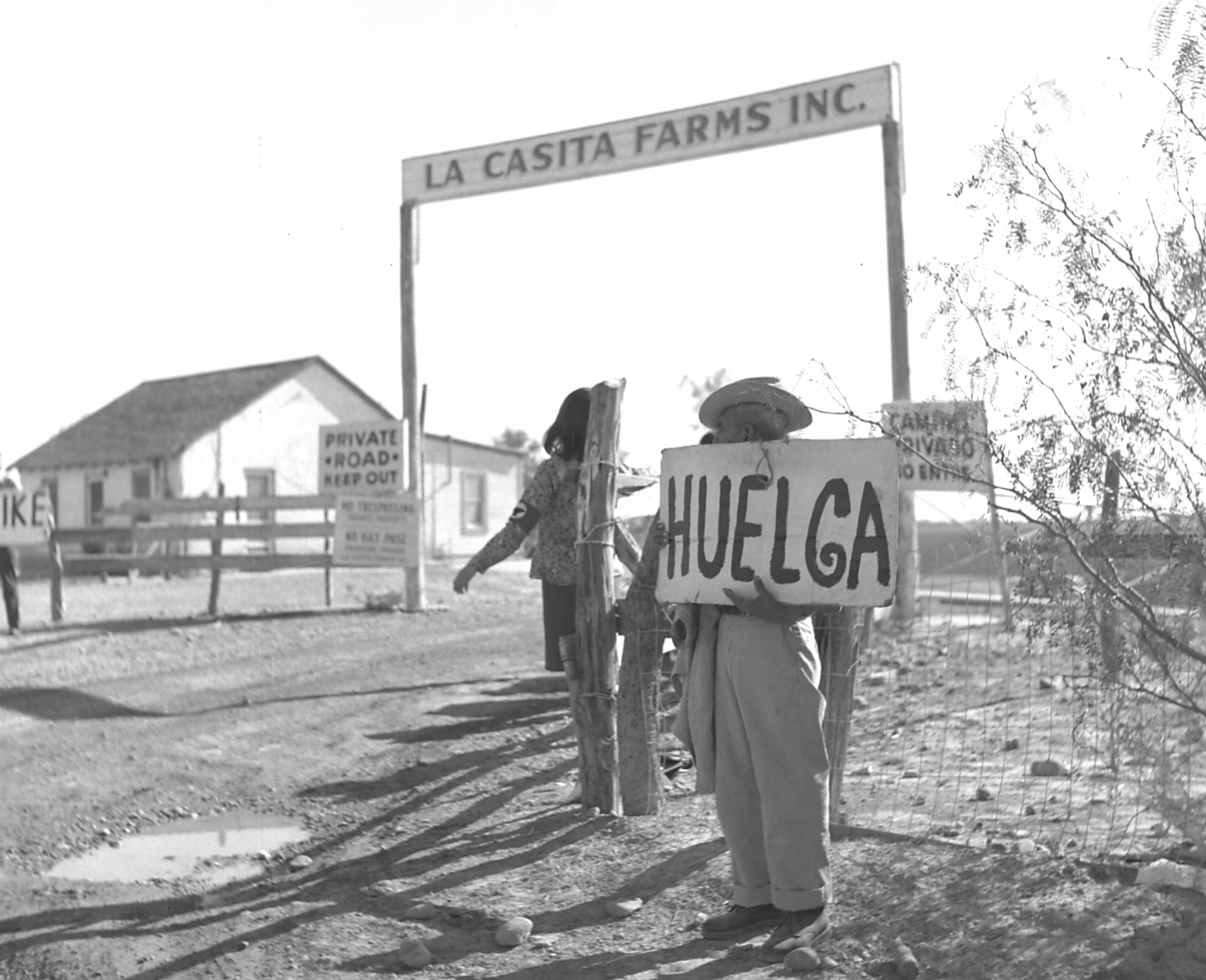 A striking farm worker holding a sign reading, "HUELGA"