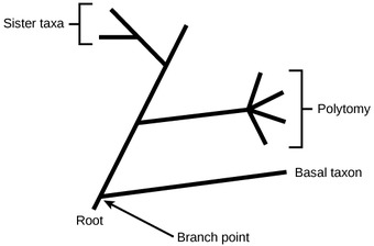 Rooted phylogenetic trees