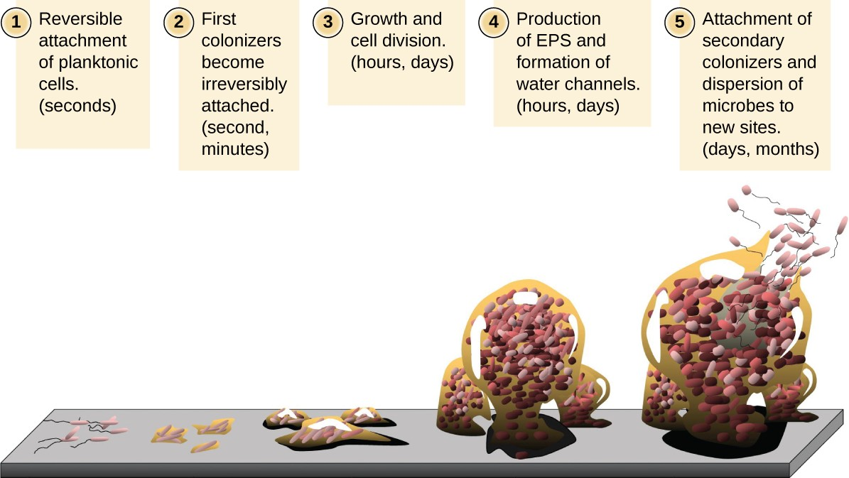 Stages in the formation and life cycle of a biofilm.