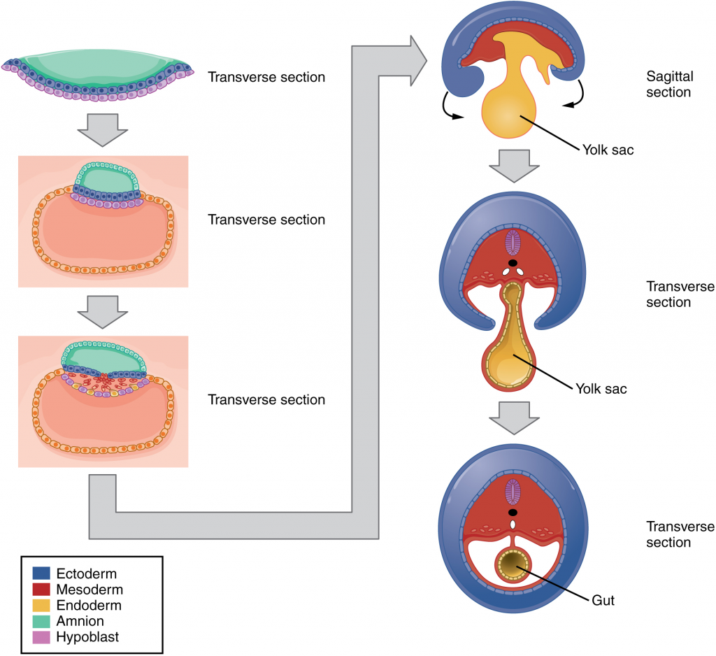 Diagram of Embryonic folding