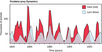 Predator and prey population cycling