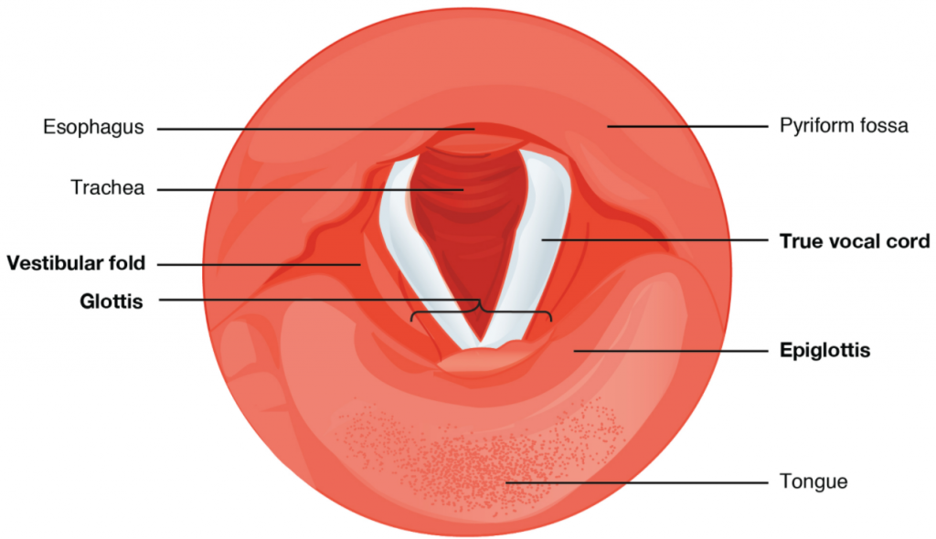 Diagram of vocal cords