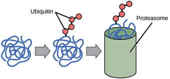 Ubiquitin Tags
