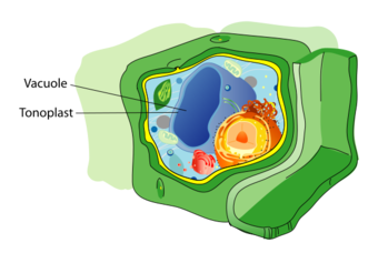 Plant Cell Structure