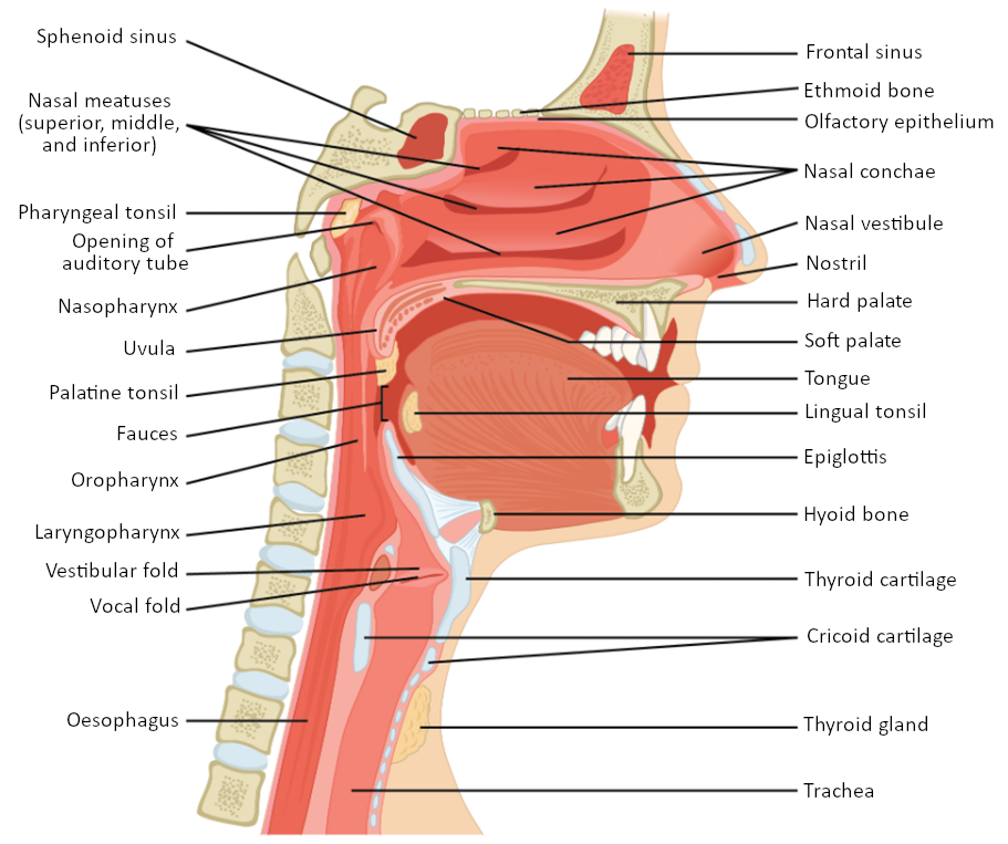 Diagram of upper airway