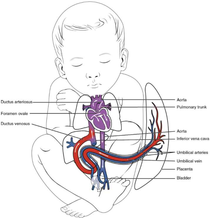Foetal shunts