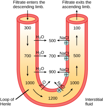 Loop of Henle