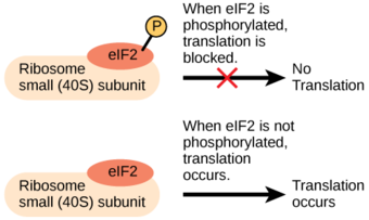 Translation Initiation Complex