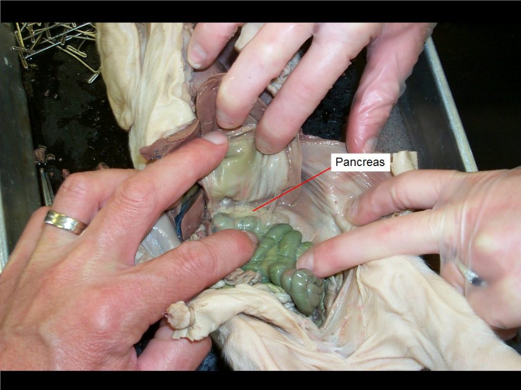 The stomach and liver are lifted to show the pancreas.