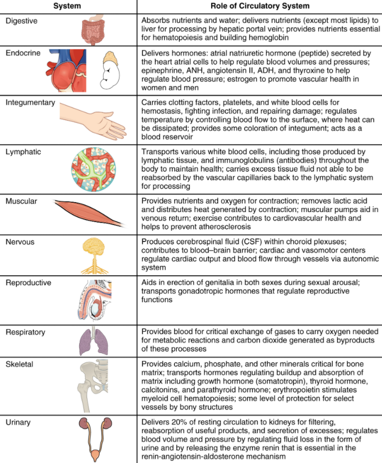 Table that shows he interaction of the ciculatory system with other systems