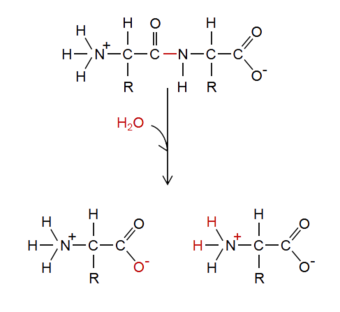 Hydrolysis reaction generating ionized products.