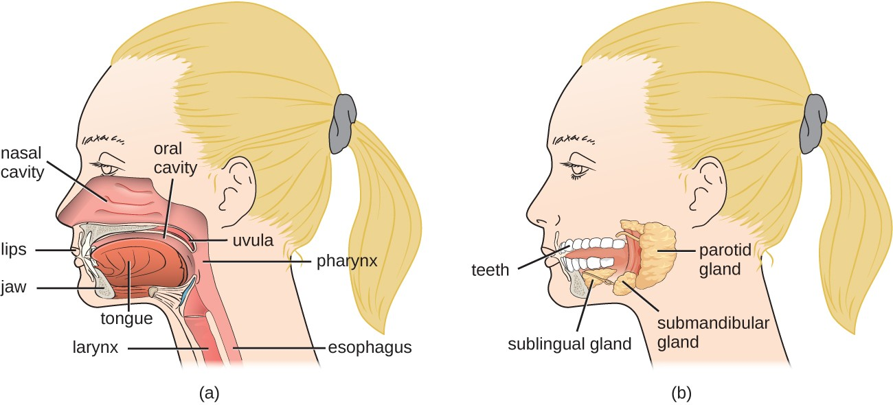 (a) When food enters the mouth, digestion begins. (b) Salivary glands are accessory digestive organs.