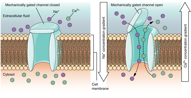 Mechanically gated channels.