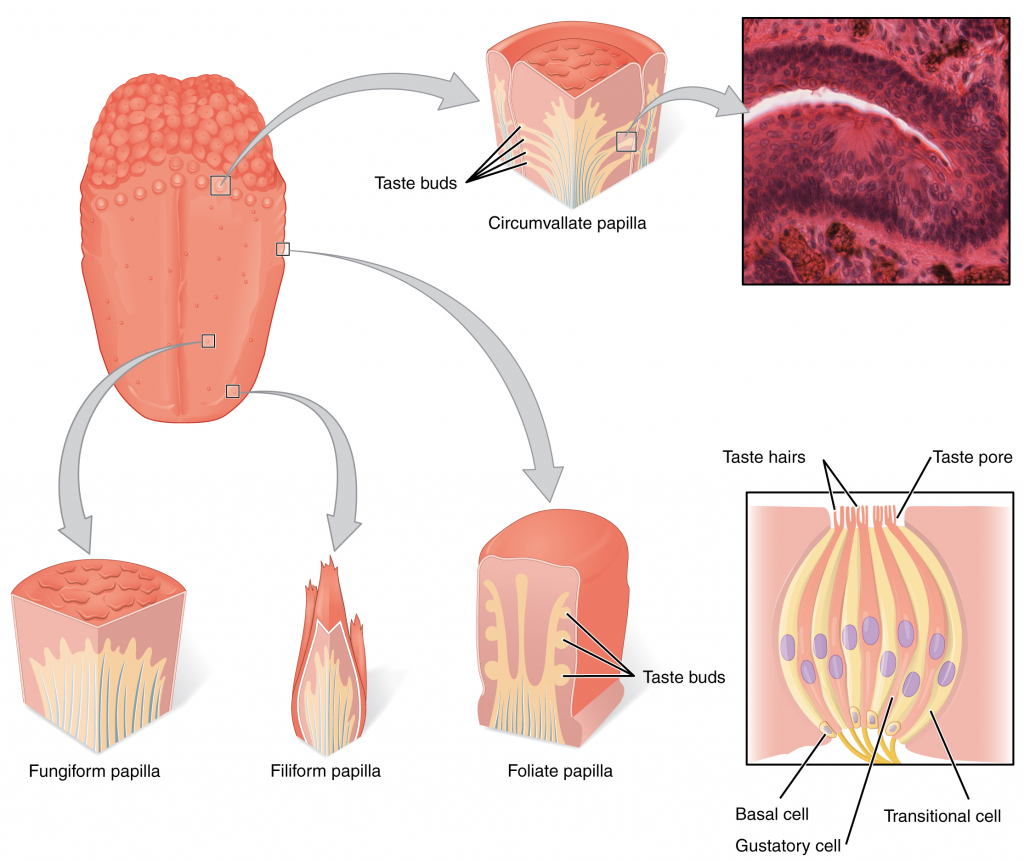 Diagram of tongue