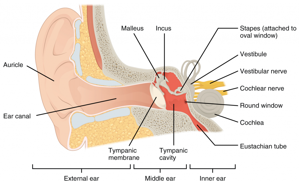 Structures of the ear.