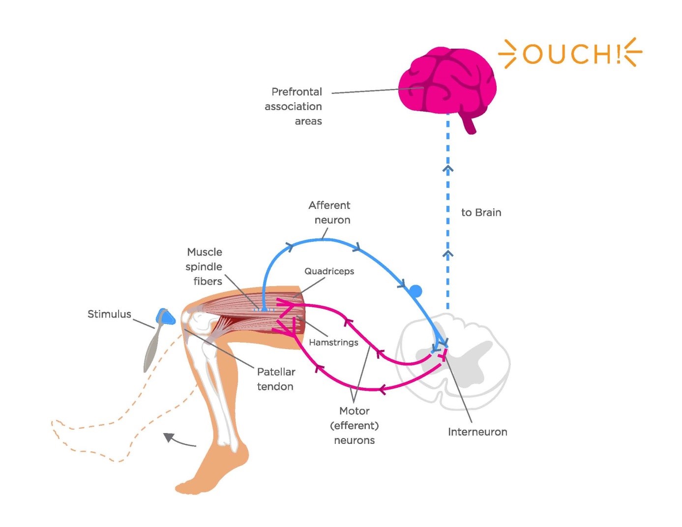 This diagram shows the knee jerk reflex that occurs when a stimulus is applied to the patellar tendon.