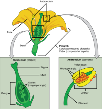 Structures of the flower