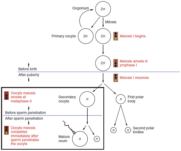 Diagram of Oogenesis