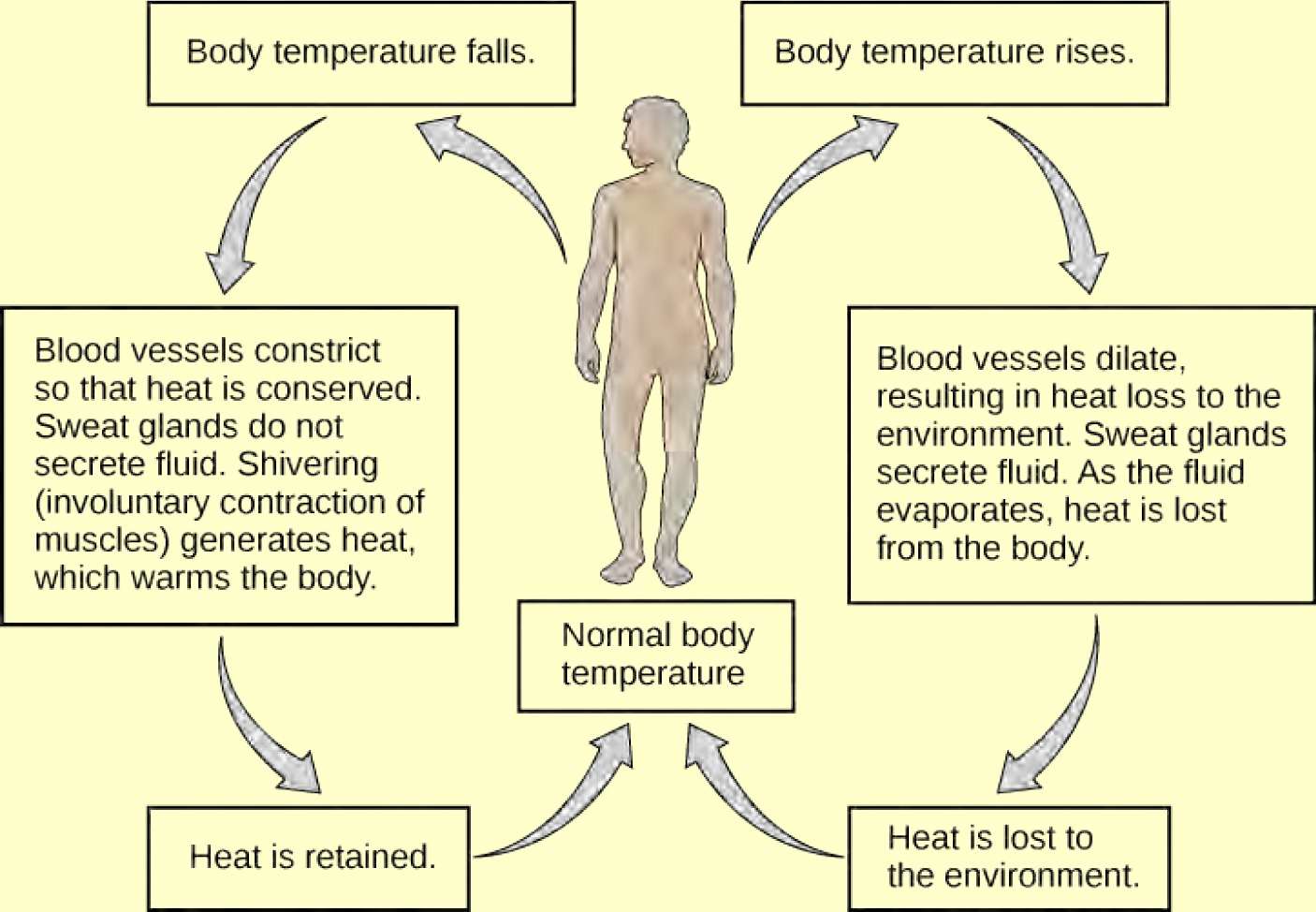 Flow chart shows how normal body temperature is maintained. If the body temperature rises, blood vessels dilate, resulting in loss of heat to the environment. Sweat glands secrete fluid. As this fluid evaporates, heat is lost from the body. As a result, the body temperature falls to normal body temperature. If body temperature falls, blood vessels constrict so that heat is conserved. Sweat glands do not secrete fluid. Shivering (involuntary contraction of muscles) releases heat which warms the body. Heat is retained, and body temperature increases to normal.