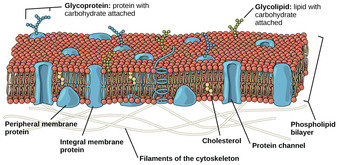 Eukaryotic Plasma Membrane