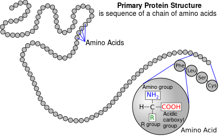 Figure 3.24 Each pearl represents an amino acid, and the whole pearl necklace represents a polypeptide. Polypeptides may have up to thousands of amino acids. 