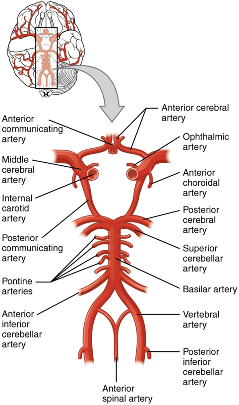 Circle of Willis diagram