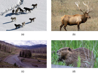 Yellowstone National Park restoration efforts