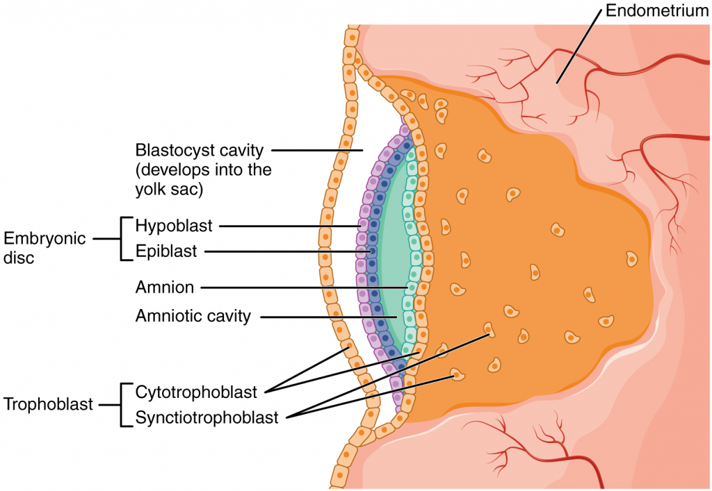 Development of the embryonic disc